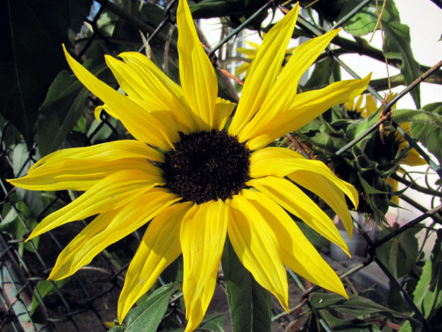 Обои картинки фото цветы, подсолнухи, желтый