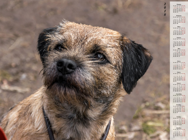 Обои картинки фото календари, животные, морда, собака, взгляд