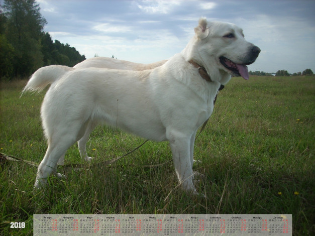 Обои картинки фото календари, животные, взгляд, собака, растения