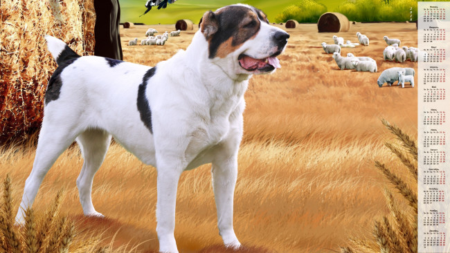 Обои картинки фото календари, животные, собака, растение, овца, взгляд