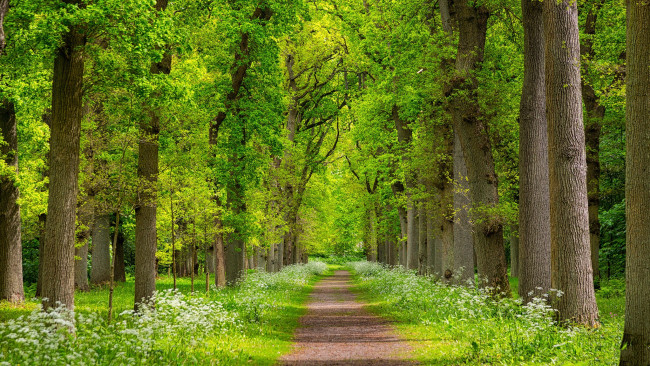 Обои картинки фото природа, дороги, простор