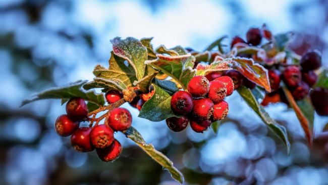 Обои картинки фото природа, Ягоды, боярышник