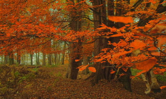 Обои картинки фото природа, лес, простор