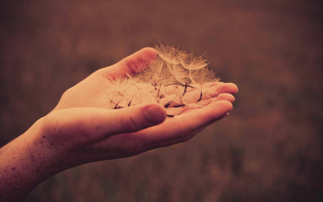 Обои картинки фото разное, руки, одуванчик, ладони