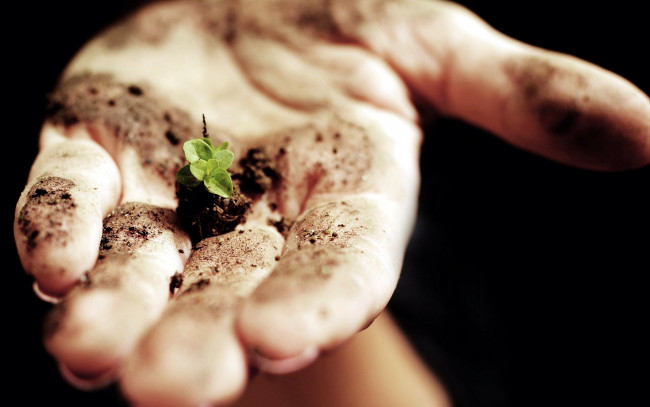 Обои картинки фото разное, руки, росток, ладонь