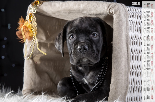 Обои картинки фото календари, животные, корзина, бусы, собака, черный, цвет