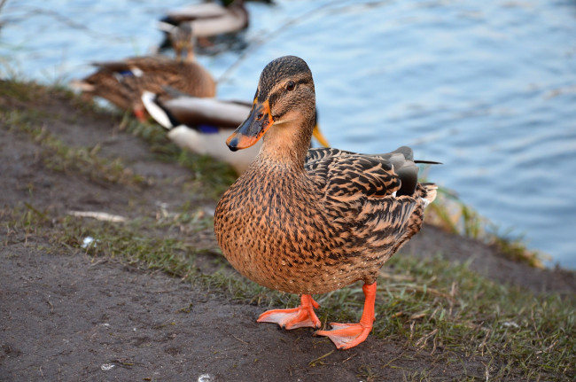 Обои картинки фото животные, утки, птицы, природа, осень, кряква