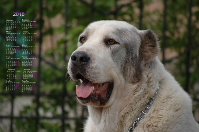 Обои картинки фото календари, животные, собака, взгляд, морда
