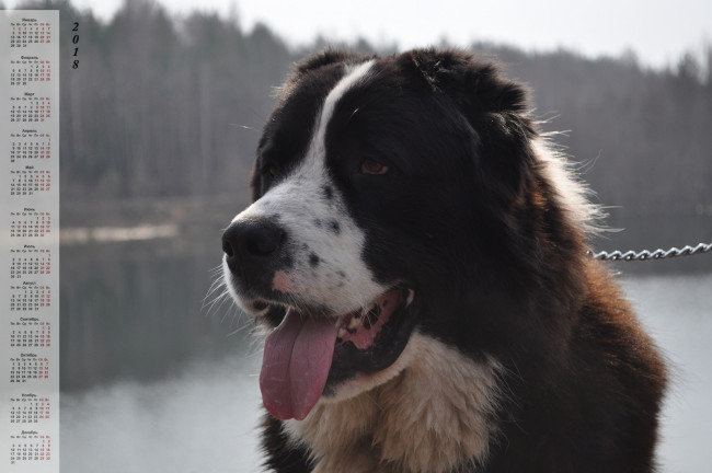 Обои картинки фото календари, животные, взгляд, морда