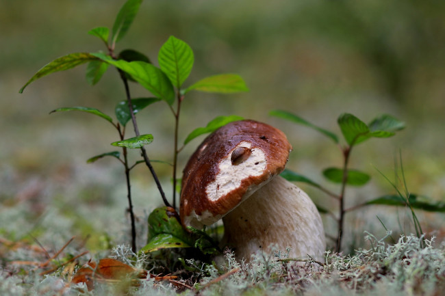 Обои картинки фото природа, грибы, октябрь, подосиновики, мох, листья, лес, осень, трава, сентябрь, репортаж, прогулка