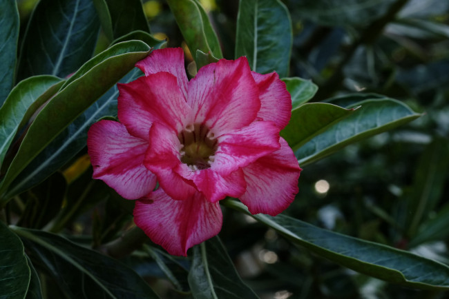 Обои картинки фото цветы, адениум,  мандевилла, пустынная, роза, цветение