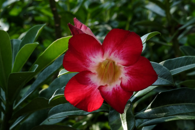 Обои картинки фото цветы, адениум,  мандевилла, пустынная, роза, цветение