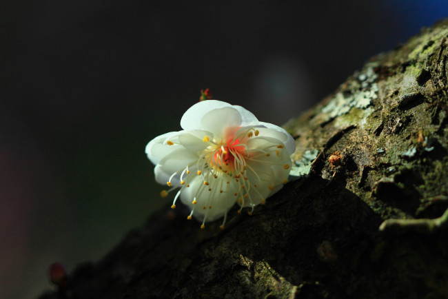 Обои картинки фото цветы, цветущие деревья ,  кустарники, цветущее, дерево, весна, цветок