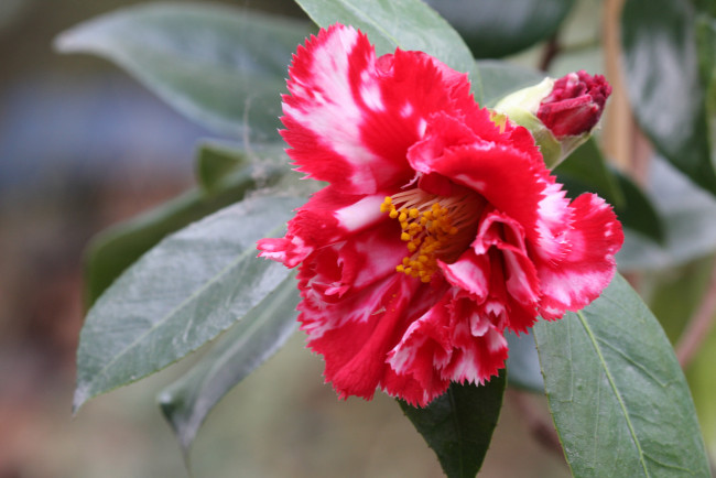 Обои картинки фото цветы, камелии, бутон, камелия, цветение, листья, лепестки, розовая, нежность