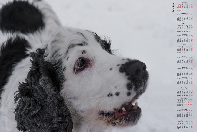 Обои картинки фото календари, животные, взгляд, морда, собака