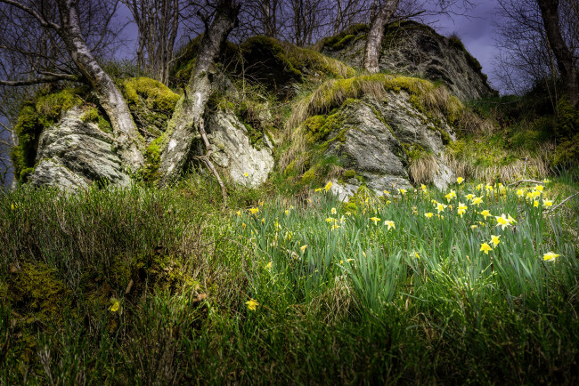 Обои картинки фото природа, луга, простор