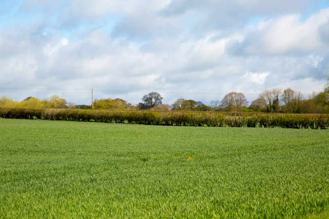 Обои картинки фото природа, луга, трава