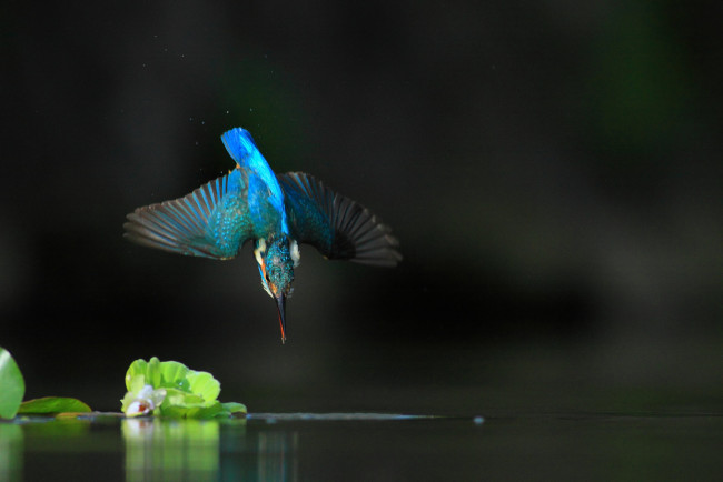 Обои картинки фото животные, зимородки, птицa, вода, полет, зимородок