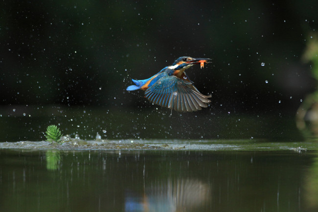 Обои картинки фото животные, зимородки, зимородок, птицa, улов, полет, вода, брызги