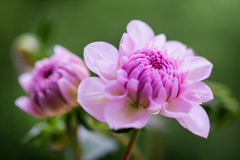 Картинка цветы георгины макро