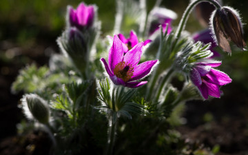 Картинка цветы анемоны +сон-трава сон-трава