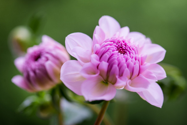 Обои картинки фото цветы, георгины, макро