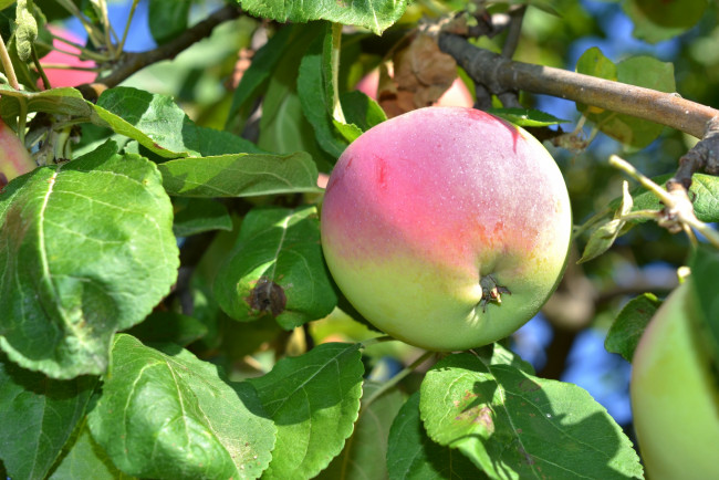 Обои картинки фото природа, плоды, яблоки