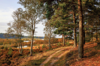 Картинка природа дороги лес озера дорога