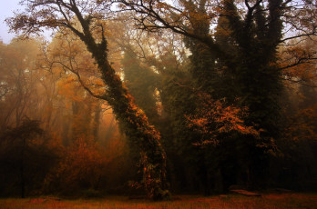 Картинка природа лес осень туман