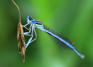 обоя животные, стрекозы, стрекоза, колос