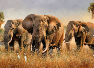 обоя рисованное, eric forlee, слоны, пальмы, трава, саванна, цапли