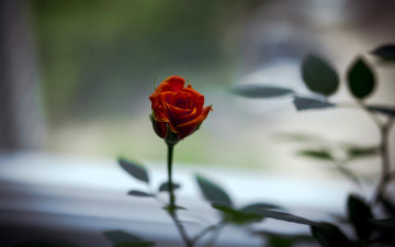 обоя цветы, розы, роза, оранжевая