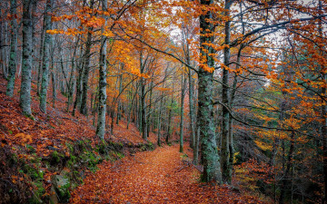 обоя природа, дороги, лес, осень, деревья, тропа, листья