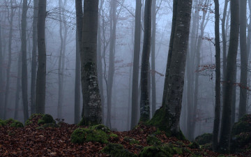 обоя природа, лес, деревья, листья, осень, туман