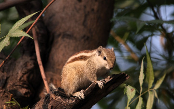 обоя животные, бурундуки, бурундук, дерево, листья, сук