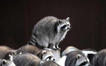 Картинка животные еноты пень стена