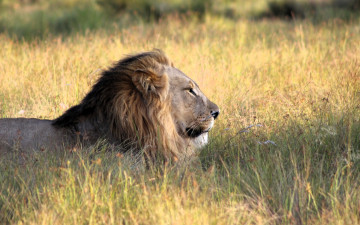 обоя животные, львы, лев, трава