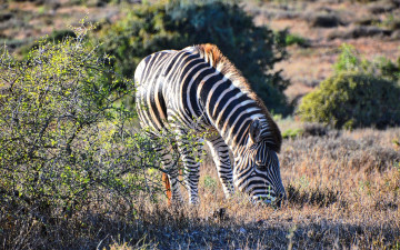 Картинка животные зебры зебра кусты саванна