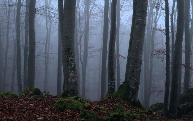 Обои картинки фото природа, лес, деревья, листья, осень, туман