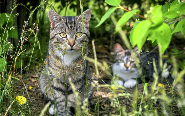 Обои картинки фото животные, коты, кошки, трава, кусты