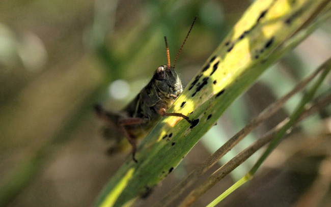 Обои картинки фото животные, кузнечики,  саранча, кузнечик, трава