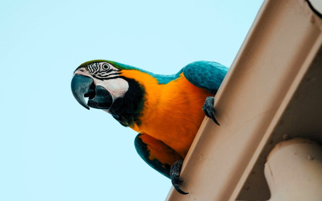 Обои картинки фото животные, попугаи, попугай, ара, крыша