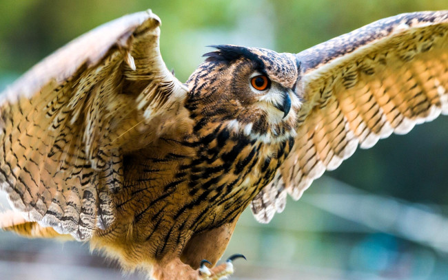 Обои картинки фото животные, совы, филин, крылья
