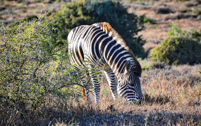Обои картинки фото животные, зебры, зебра, кусты, саванна