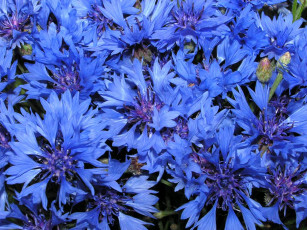 обоя цветы, васильки