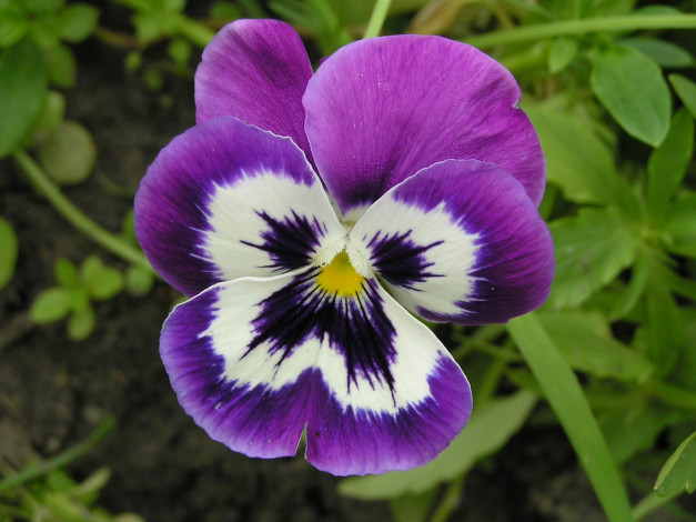 Обои картинки фото цветы, анютины, глазки, садовые, фиалки