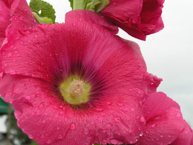 Обои картинки фото цветы, мальвы