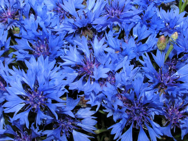 Обои картинки фото цветы, васильки