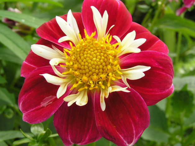 Обои картинки фото георгин, цветы, георгины