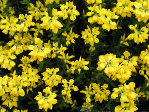 Картинка цветы